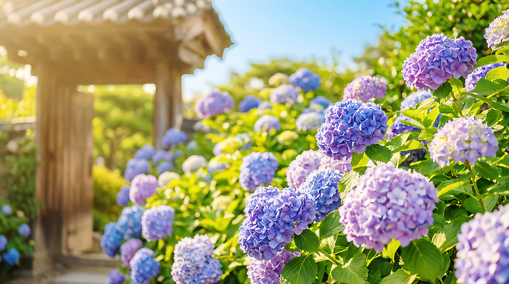 JPG 식물 편집이미지 꽃 자연 하늘 풍경 잔디 여름 관광지 문 정원 나무문 수국 만개 편집실사 AI컴퓨터그래픽 AI콘텐츠 계절 여행 목재 CG 생태계 파일형식