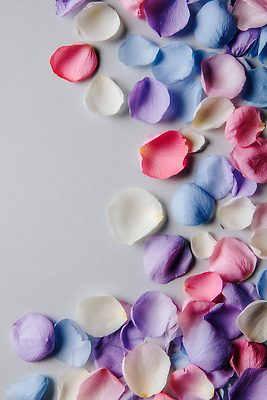 계절 꽃 컬러 컨셉 CG 생태계 파일형식 AI콘텐츠 꽃잎 흩어짐 바닥 분홍색 보라색 흰색 자연 장식 뷰티풀 식물 봄 이벤트 생화 조화 편집이미지 편집실사 JPG AI포토