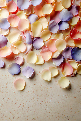 식물 계절 꽃 컬러 컨셉 감각 CG 생태계 파일형식 AI콘텐츠 꽃잎 바닥 흩어짐 자연 봄 여름 흰색 분홍색 파란색 노란색 부드러움 편집이미지 편집실사 JPG AI포토