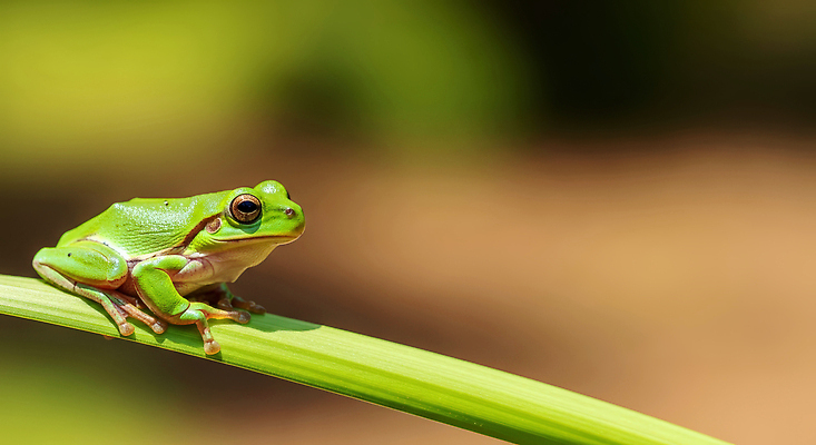 나무 동물 컬러 모션 개구리 양서류 절기 CG 생태계 파일형식 AI콘텐츠 초록색 버드나무 자연 생물 환경 앉기 숲 곤충 서식지 편집이미지 편집실사 JPG 경칩 청개구리 AI포토