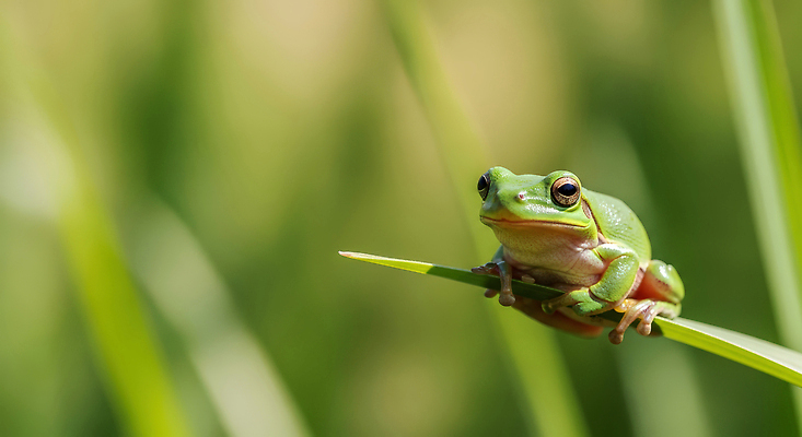 주간 식물 계절 컬러 잎 모션 자연 개구리 양서류 태양 풀_식물 절기 CG 생태계 파일형식 AI콘텐츠 풀잎 잔디 햇빛 앉기 생물 초록색 동물 평야 아침 여름 서식지 편집이미지 편집실사 JPG 경칩 청개구리 AI포토