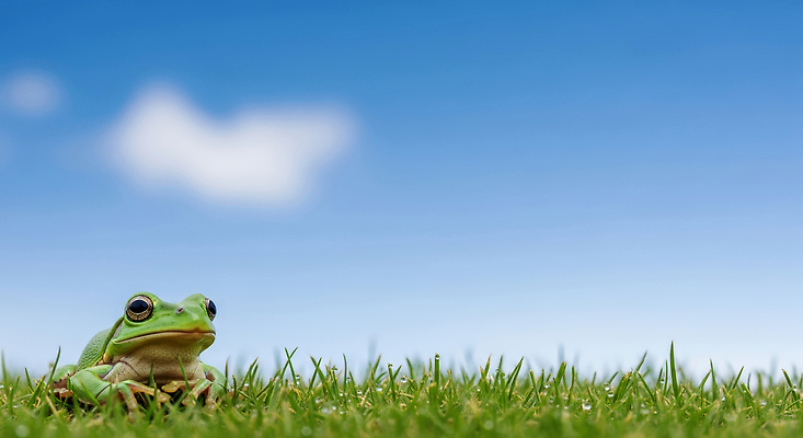 주간 자연요소 모션 개구리 양서류 절기 CG 생태계 파일형식 AI콘텐츠 초원 하늘 자연 동물 생물 관찰 환경 아침 야외 식물 편집이미지 편집실사 JPG 경칩 청개구리 AI포토