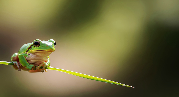 컬러 컨셉 잎 모션 개구리 양서류 태양 풀_식물 절기 CG 생태계 파일형식 AI콘텐츠 풀잎 자연 생물 동물 초원 햇빛 나뭇잎 탐험 이동 관찰 숲 서식지 초록색 편집이미지 편집실사 JPG 경칩 청개구리 AI포토