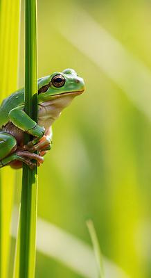 계절 컬러 개구리 양서류 태양 절기 CG 생태계 파일형식 AI콘텐츠 초원 자연 초록색 여름 동물 장면 이슬 햇빛 편집이미지 편집실사 JPG 경칩 청개구리 AI포토