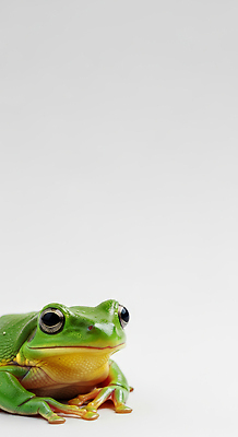 동물 컬러 개구리 양서류 신체부위 절기 CG 생태계 파일형식 AI콘텐츠 초록색 자연 환경 생명 서식지 생물 얼굴 편집이미지 편집실사 JPG 경칩 청개구리 AI포토