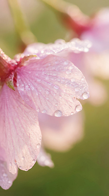 주간 식물 계절 꽃 컬러 날씨 CG 생태계 파일형식 AI콘텐츠 물방울 꽃잎 아침 이슬 자연 꽃밭 흐림 백그라운드 빛 데이지 분홍색 봄 잎 편집이미지 편집실사 JPG AI포토