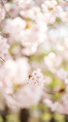 식물 계절 공공시설 꽃 컬러 태양 CG 생태계 파일형식 AI콘텐츠 벚꽃 봄 나무 햇빛 사람 감상 자연 공원 꽃구경 잎 분홍색 따뜻함 날씨 편집이미지 편집실사 JPG AI포토