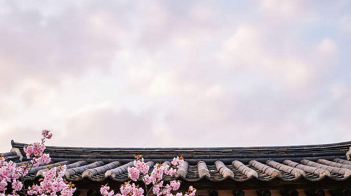 식물 한국전통 계절 꽃 아시아 고건축 CG 생태계 파일형식 AI콘텐츠 전통 한옥 지붕 벚꽃 봄 하늘 한국 풍경 나무 조경 자연 건축 문화 편집이미지 편집실사 JPG AI포토