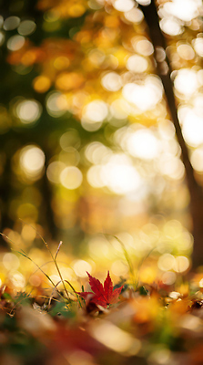 식물 컨셉 잎 휴식 태양 CG 생태계 파일형식 AI콘텐츠 단풍 나뭇잎 나무 잔디 햇빛 자연 풍경 떨어짐 컬러 숲 백그라운드 산책 편집이미지 편집실사 JPG AI포토