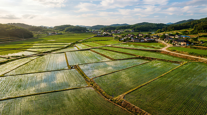 자연요소 식물 산업 농업 시골 CG 파일형식 AI콘텐츠 논 밭 농촌 풍경 마을 산 나무 농작물 농사 날씨 태양 촬영 편집이미지 편집실사 JPG AI포토