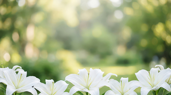 식물 계절 꽃 컬러 태양 CG 생태계 파일형식 AI콘텐츠 정원 여름 자연 햇빛 초록색 풍경 화초 꽃밭 생명 뷰티풀 편집이미지 편집실사 JPG 백합 AI포토