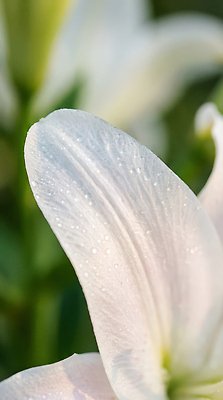 주간 식물 꽃 컬러 젖음 야간 CG 생태계 파일형식 AI콘텐츠 꽃잎 물방울 흰색 자연 촉촉함 아침 저녁 환경 뷰티풀 정원 편집이미지 편집실사 JPG 백합 AI포토