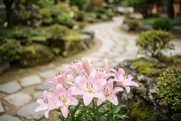 나무 식물 계절 꽃 길 CG 생태계 파일형식 AI콘텐츠 정원 돌길 풍경 관목 봄 자연 조경 화초 산책로 꽃밭 편집이미지 편집실사 JPG 백합 AI포토