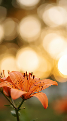 식물 꽃 컬러 CG 생태계 파일형식 AI콘텐츠 주황색 자연 백그라운드 빛 성장 생명 계절 뷰티풀 초록색 편집이미지 편집실사 JPG 백합 AI포토