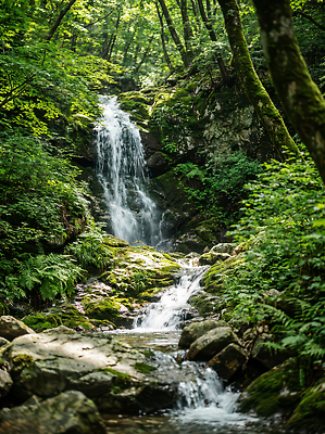 자연요소 식물 계절 컬러 컨셉 자연 숲 CG 생태계 파일형식 AI콘텐츠 폭포 계곡 나무 초록색 흐름 여름 물 강 풍경 편집이미지 편집실사 JPG 숲속 AI포토