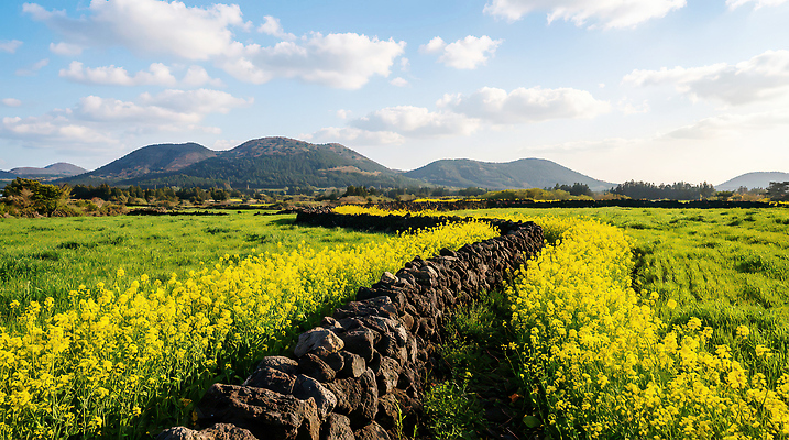 JPG 편집이미지 공원 꽃밭 자연 날씨 산 돌담 풍경 경사 초원 초록색 여름 제주도 농경지 맑음 유채 편집실사 AI포토 AI콘텐츠 계절 공공시설 꽃 컬러 한국 담장 농장 돌_바위 CG 생태계 파일형식