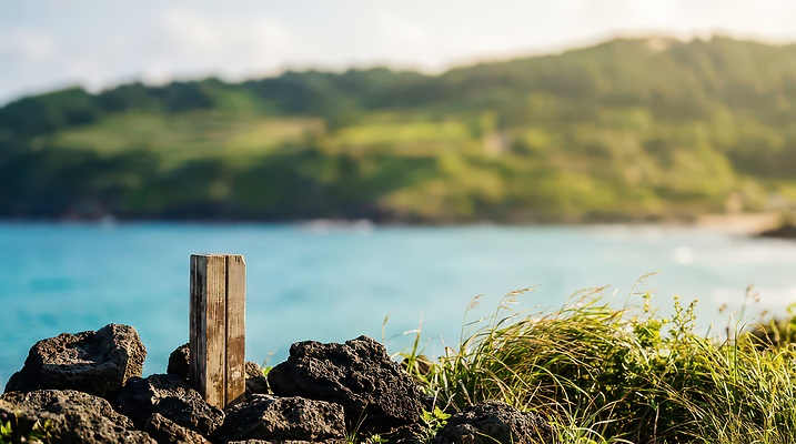 JPG 나무 편집이미지 물결 파도 바다 여행 자연 하늘 바람 풍경 해변 초록색 여름 제주도 기둥 언덕 편집실사 AI포토 AI콘텐츠 자연요소 식물 계절 건축 컬러 날씨 한국 CG 생태계 파일형식