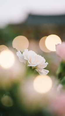 JPG 편집이미지 계절 꽃잎 꽃 화분 화초 컬러 자연 조명 빛 정원 촬영 광선 저녁 어버이날 스승의날 카네이션 뷰티풀 편집실사 AI포토 AI콘텐츠 식물 기념일 야간 CG 생태계 파일형식