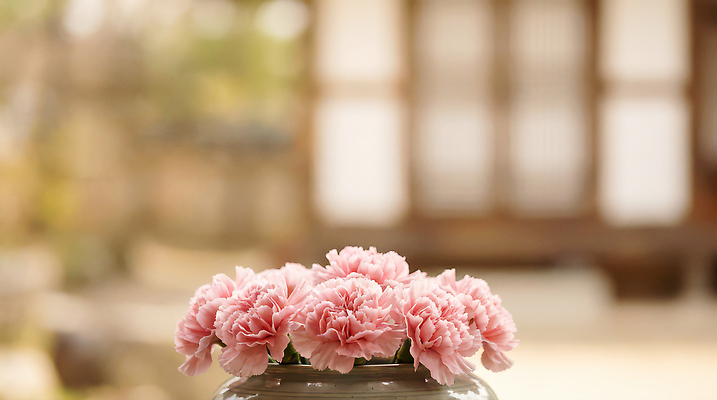 JPG 식물 편집이미지 전통 꽃 문화 분홍색 자연 주택 한국 장식 인테리어 햇빛 정원 항아리 큼 어버이날 스승의날 카네이션 뷰티풀 편집실사 AI포토 AI콘텐츠 디자인 기념일 아시아 컬러 건물 태양 도자기 크기 CG 생태계 파일형식