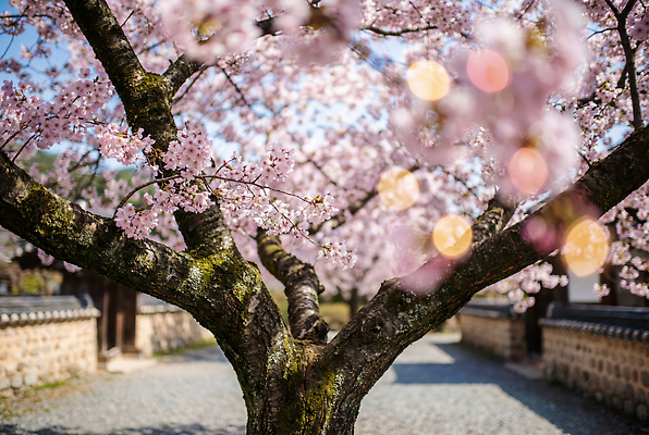 JPG 나무 편집이미지 꽃 길 분홍색 잎 자연 하늘 한국 풍경 정원 고요 봄 벚꽃 벚나무 만개 편집실사 AI포토 AI콘텐츠 식물 계절 아시아 컬러 CG 생태계 파일형식