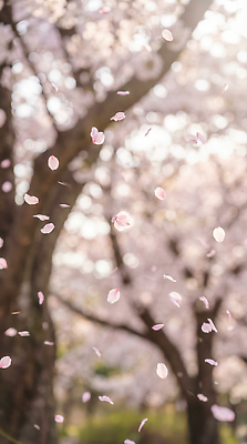 JPG 나무 편집이미지 공원 꽃 자연 거리 풍경 햇빛 봄 벚꽃 벚나무 떨어짐 장면 뷰티풀 편집실사 AI포토 AI콘텐츠 식물 계절 공공시설 컨셉 태양 CG 생태계 파일형식