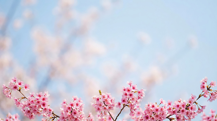 JPG 나무 식물 편집이미지 계절 꽃잎 꽃 자연 하늘 한국 풍경 야외 봄 벚꽃 만개 편집실사 AI포토 AI콘텐츠 아시아 CG 생태계 파일형식