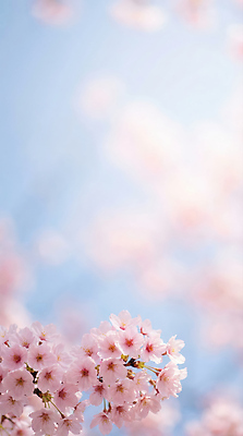 JPG 나무 편집이미지 계절 꽃잎 꽃 자연 바람 풍경 햇빛 봄 벚꽃 화사함 만개 뷰티풀 편집실사 AI포토 AI콘텐츠 자연요소 식물 컨셉 날씨 태양 CG 생태계 파일형식