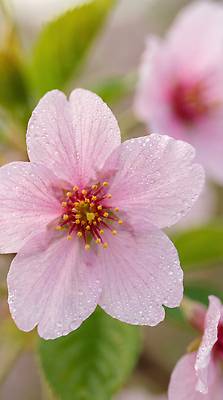 JPG 식물 편집이미지 꽃잎 꽃 화초 분홍색 컬러 잎 자연 생명 야외 봄 벚꽃 물방울 뷰티풀 수분_꽃가루 편집실사 AI포토 AI콘텐츠 계절 CG 생태계 파일형식