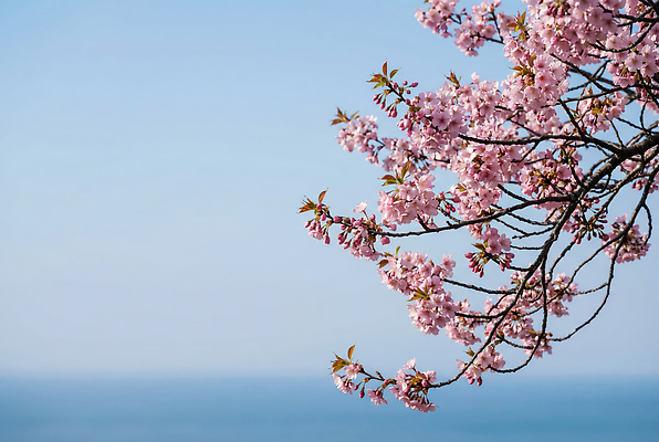 JPG 나무 편집이미지 계절 꽃 바다 분홍색 자연 하늘 풍경 파란색 햇빛 봄 벚꽃 동해 수목 편집실사 AI포토 AI콘텐츠 식물 컬러 한국 태양 CG 생태계 파일형식