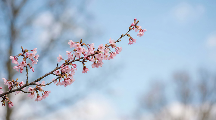 JPG 나무 식물 편집이미지 공원 꽃 분홍색 자연 하늘 생명 풍경 일상 맑음 봄 벚꽃 편집실사 AI포토 AI콘텐츠 계절 공공시설 컬러 날씨 라이프 CG 생태계 파일형식