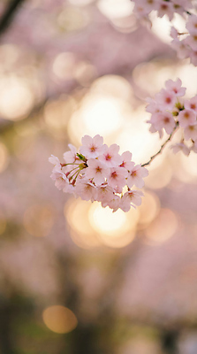 JPG 나무 편집이미지 계절 꽃잎 꽃 자연 하늘 풍경 일상 햇빛 봄 벚꽃 벚나무 꽃봉오리 뷰티풀 편집실사 AI포토 AI콘텐츠 식물 라이프 태양 CG 생태계 파일형식