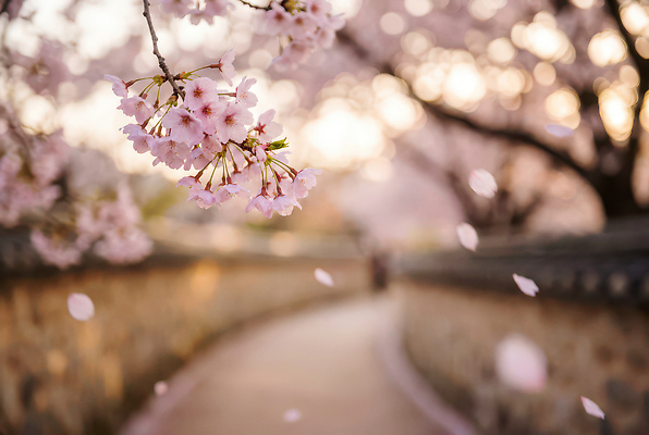 JPG 나무 편집이미지 공원 꽃잎 길 자연 바람 한국 사람 풍경 봄 산책 벚꽃 벚나무 뷰티풀 편집실사 AI포토 AI콘텐츠 자연요소 식물 계절 공공시설 꽃 아시아 날씨 휴식 CG 생태계 파일형식