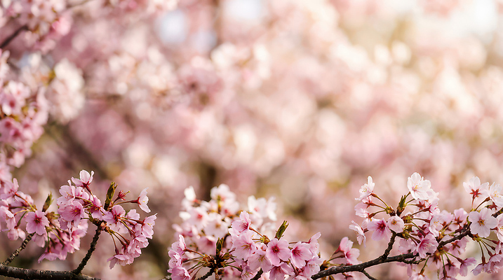 JPG 나무 편집이미지 공원 꽃 자연 생명 풍경 여러명 일상 햇빛 축제 봄 벚꽃 벚나무 관람 뷰티풀 편집실사 AI포토 AI콘텐츠 식물 계절 공공시설 다수 사람 라이프 태양 CG 생태계 파일형식