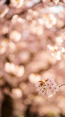 JPG 나무 편집이미지 꽃 행복 자연 풍경 여러명 일상 봄 산책 벚꽃 벚나무 즐거움 지역 꽃구경 만개 편집실사 AI포토 AI콘텐츠 식물 계절 감정 다수 휴식 사람 라이프 CG 생태계 파일형식