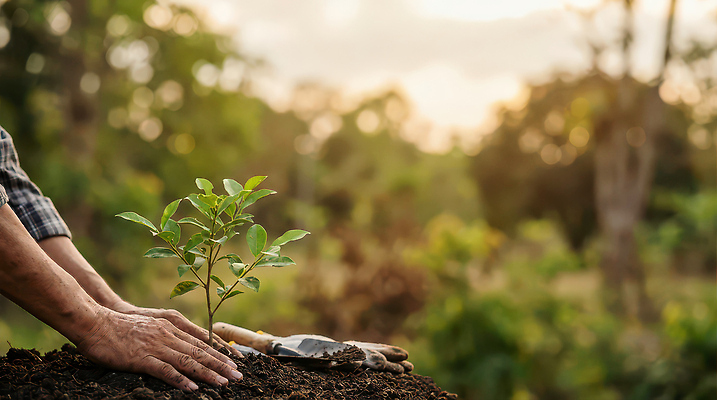 JPG 나무 식물 편집이미지 손 농업 자연 생활 햇빛 환경 정원 흙 성장 작업 보호 식목일 심기 의료성형뷰티 편집실사 AI인물포토 AI콘텐츠 기념일 산업 컨셉 모션 신체부위 태양 CG 생태계 파일형식 AI포토