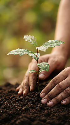 JPG 나무 식물 편집이미지 손 농업 자연 나뭇잎 사람 물 환경 정원 흙 성장 물방울 식목일 심기 의료성형뷰티 편집실사 AI인물포토 AI콘텐츠 자연요소 기념일 산업 잎 모션 신체부위 CG 생태계 파일형식 AI포토