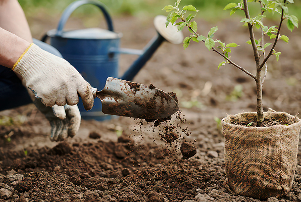 JPG 나무 식물 편집이미지 농업 자연 사람 환경 정원 농사 흙 도구 작업 삽 식목일 물주기 포대 심기 의료성형뷰티 편집실사 AI인물포토 AI콘텐츠 기념일 산업 모션 CG 생태계 파일형식 AI포토