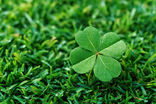 식물 산업 컬러 클로버 CG 생태계 파일형식 AI콘텐츠 초원 자연 초록색 잔디 환경 농업 야외 허브 편집실사 편집이미지 JPG 네잎클로버 AI포토