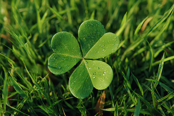 식물 계절 컬러 CG 생태계 파일형식 AI콘텐츠 클로버 잔디 초록색 자연 물방울 여름 땅 환경 성장 모양 잎 편집실사 편집이미지 JPG AI포토