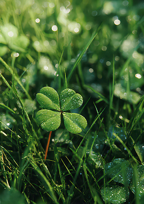식물 컬러 모션 태양 클로버 CG 생태계 파일형식 AI콘텐츠 초원 이슬 자연 햇빛 초록색 반짝임 물방울 풍경 하늘 편집실사 편집이미지 JPG 네잎클로버 AI포토