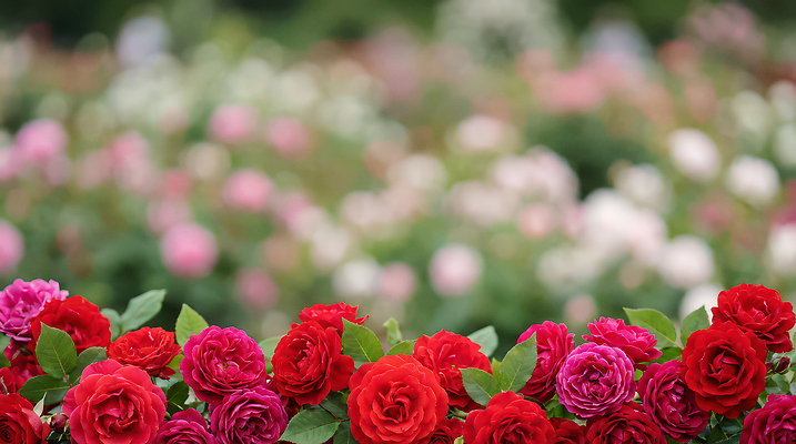 식물 계절 꽃 감정 컬러 다수 휴식 사람 취미 CG 생태계 파일형식 AI콘텐츠 정원 장미 빨간색 풍경 여러명 산책 꽃밭 봄 자연 원예 사랑 뷰티풀 편집실사 편집이미지 JPG AI포토