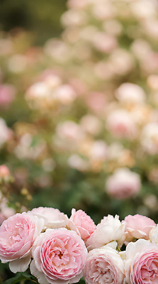 자연요소 식물 계절 꽃 컬러 CG 생태계 파일형식 AI콘텐츠 장미 정원 분홍색 자연 풍경 주간 꽃밭 뷰티풀 화초 여름 봄 편집실사 편집이미지 JPG AI포토