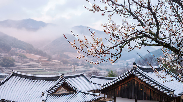 식물 한국전통 계절 꽃 아시아 고건축 한옥 농장 마을 CG 생태계 파일형식 AI콘텐츠 봄 나무 산 풍경 농경지 전통 한국 자연 정원 문화 하늘 편집실사 편집이미지 JPG 한옥마을 매화 AI포토