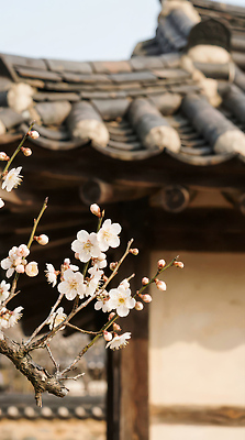 식물 계절 꽃 아시아 한옥 주택 태양 마을 CG 생태계 파일형식 AI콘텐츠 벚꽃 전통집 봄 풍경 기와 자연 햇빛 한국 건축 수목 꽃봉오리 옛날집 문화 정원 편집실사 편집이미지 JPG 한옥마을 매화 AI포토