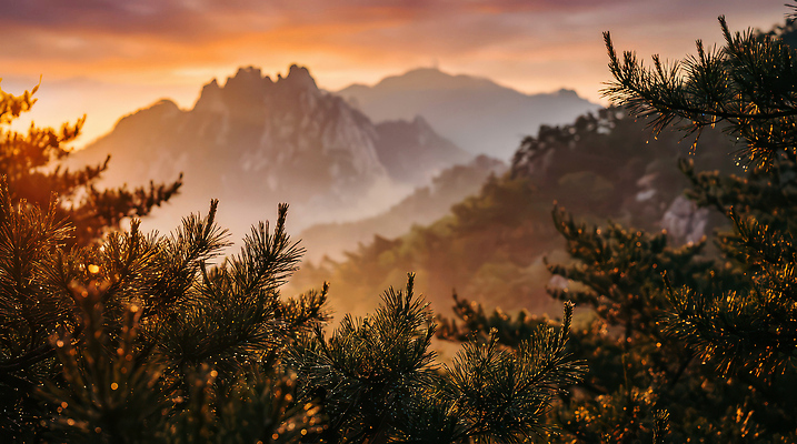 식물 노을 CG 생태계 파일형식 AI콘텐츠 자연 일몰 산 나무 풍경 하늘 빛 뷰티풀 계절 숲 컬러 거리 그림자 편집실사 편집이미지 JPG 일출 AI포토