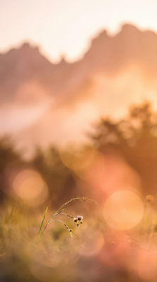 주간 식물 날씨 태양 노을 CG 생태계 파일형식 AI콘텐츠 아침 햇빛 초원 꽃 산 백그라운드 자연 맑음 숲 생명 편집실사 편집이미지 JPG 풍경 일출 AI포토