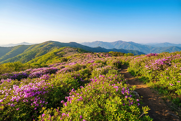 식물 컬러 휴식 CG 생태계 철쭉 파일형식 AI콘텐츠 산 꽃 하늘 산책 자연 사람 풍경 길 분홍색 나무 보라색 여행 탐험 편집실사 편집이미지 JPG 산철쭉 AI포토