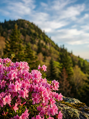 식물 계절 꽃 컬러 CG 생태계 철쭉 파일형식 AI콘텐츠 분홍색 산 자연 나무 풍경 봄 환경 초록색 편집실사 편집이미지 JPG 산철쭉 AI포토