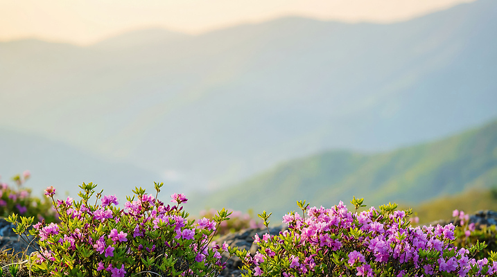 식물 계절 꽃 컬러 노을 CG 생태계 철쭉 파일형식 AI콘텐츠 산 봄 분홍색 자연 풍경 파란색 일출 일몰 꽃밭 나무 꽃내음 편집실사 편집이미지 JPG 산철쭉 AI포토