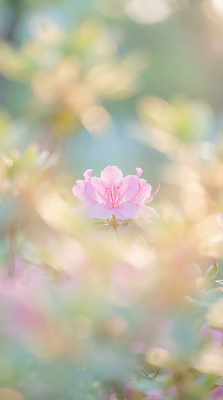 주간 식물 계절 꽃 컬러 날씨 태양 CG 생태계 철쭉 파일형식 AI콘텐츠 분홍색 봄 흐림 백그라운드 자연 아침 햇빛 잎 뷰티풀 정원 야외 생명 꽃잎 편집실사 편집이미지 JPG 산철쭉 산 AI포토